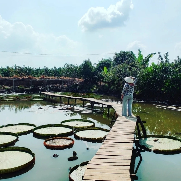 Organic cotton top XXL - Picture 5 of 5